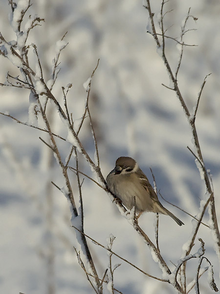 Pikkuvarpunen, Eurasian Tree Sparrow, Passer montanus